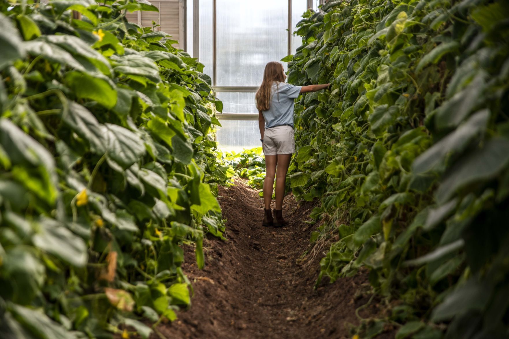 Sweet Briar College Greenhouse